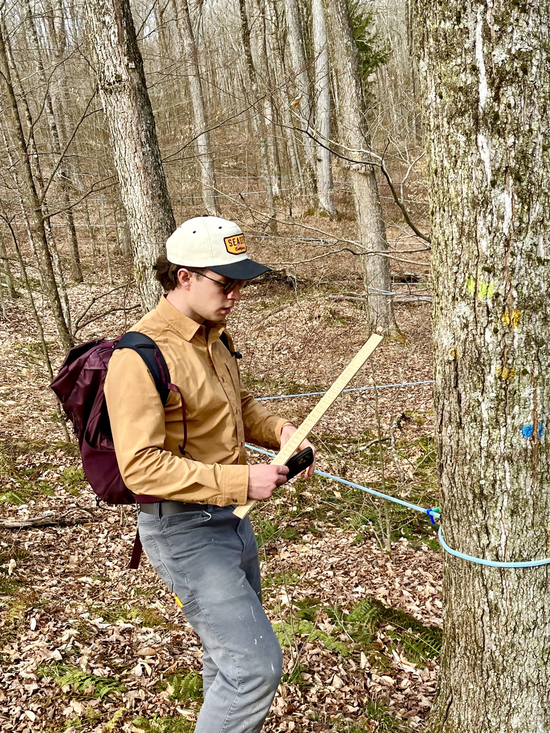 Bryan checking the DBH of sugar maple trees