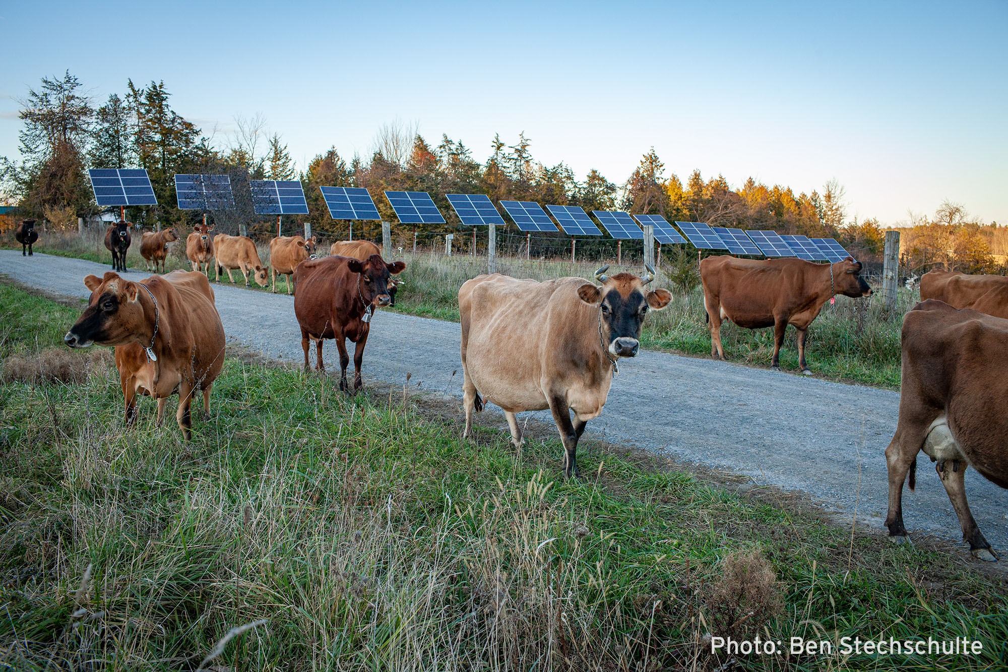 cows walk by solar panels