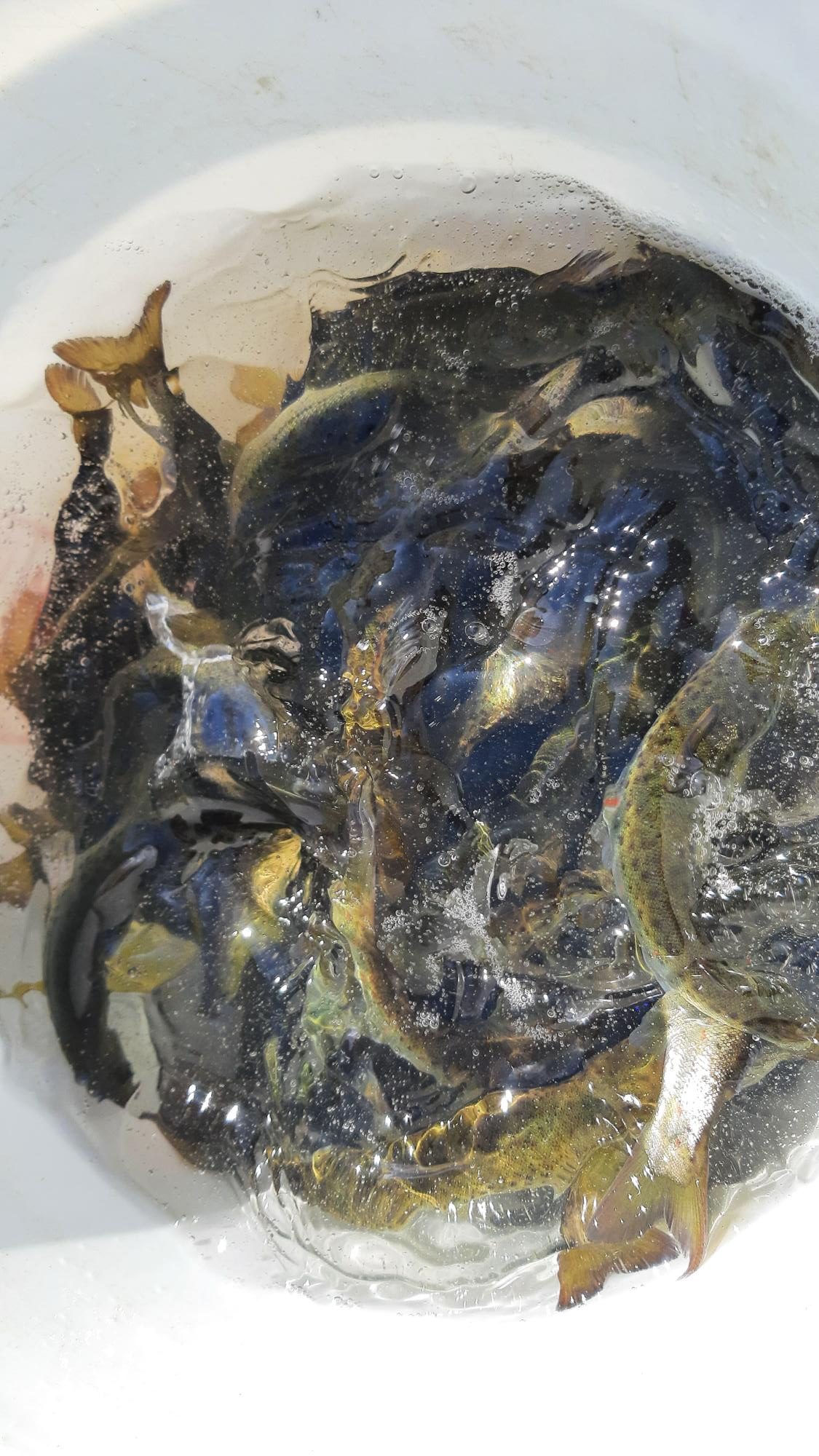 salmon spawn in a bucket