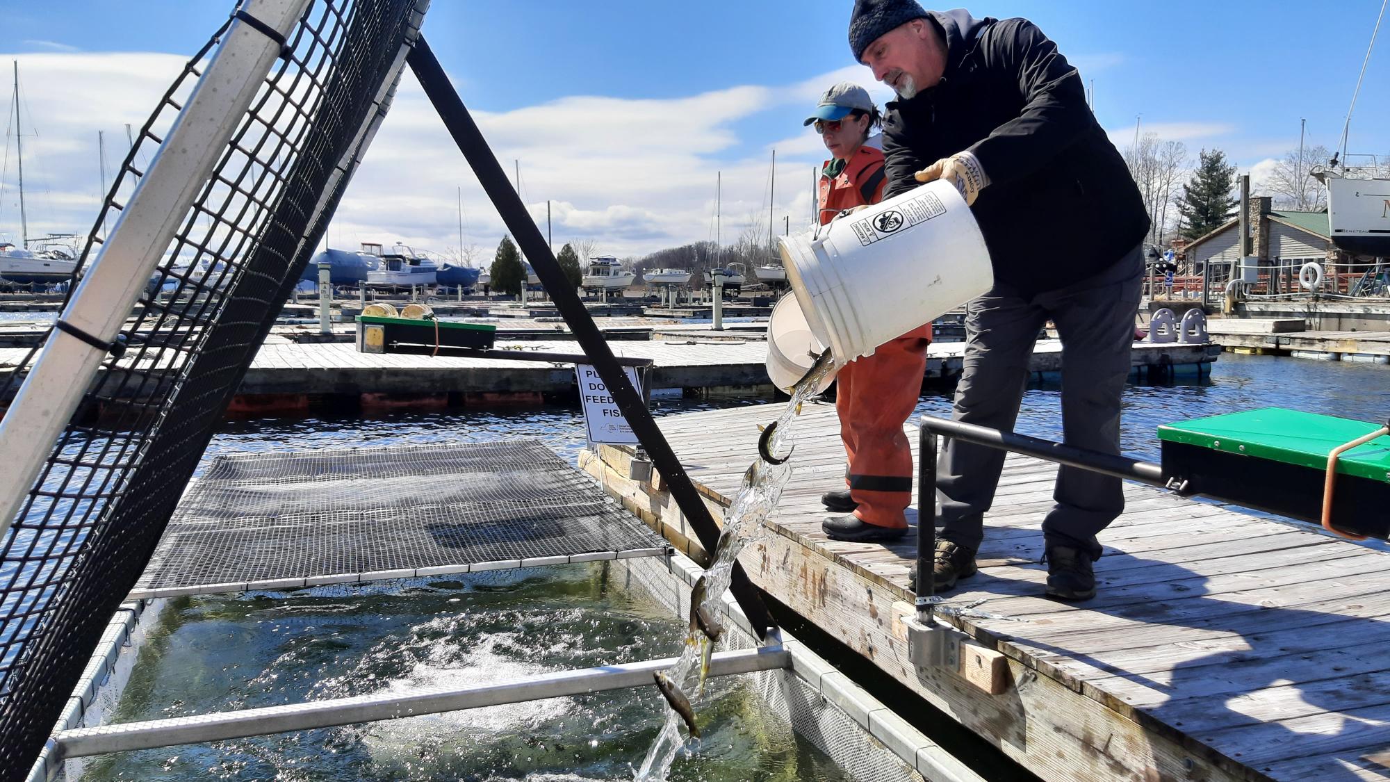 Workers pouring salmon into containment traps in Lake Champlain