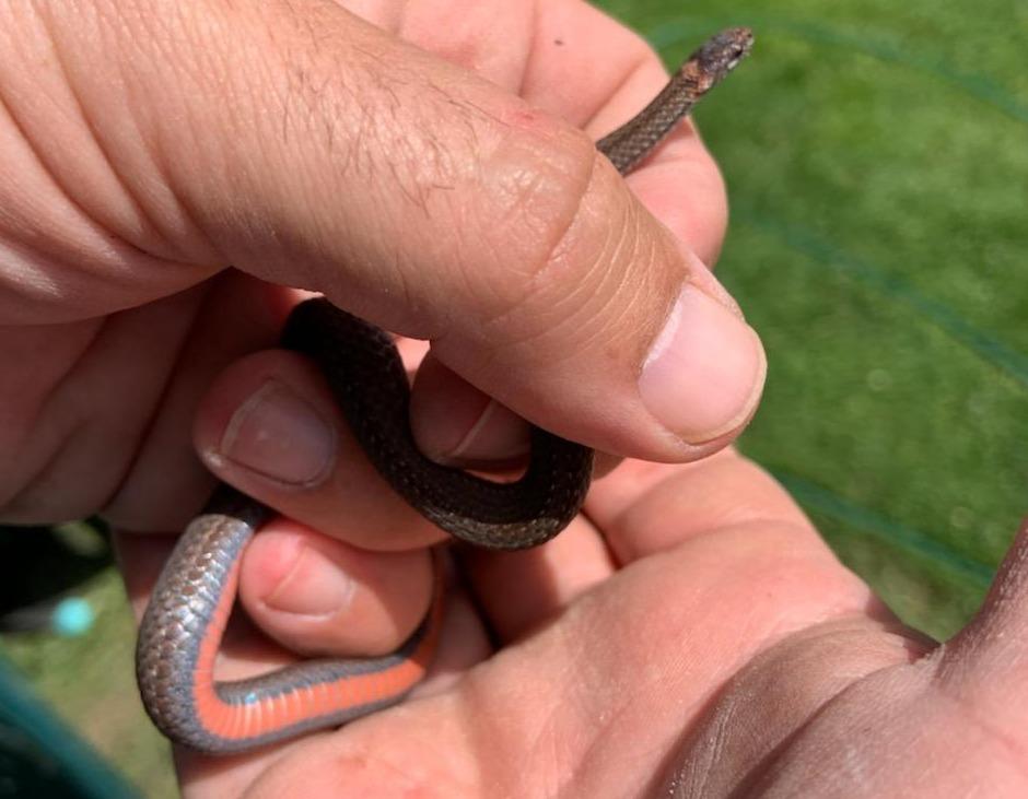 a northern red belly snake, which eats insects and rodents and can help a garden thrive