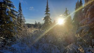 trees in winter with the sun shining behind them