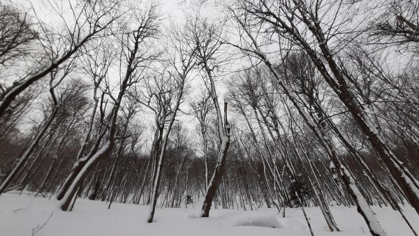 tress covered in snow